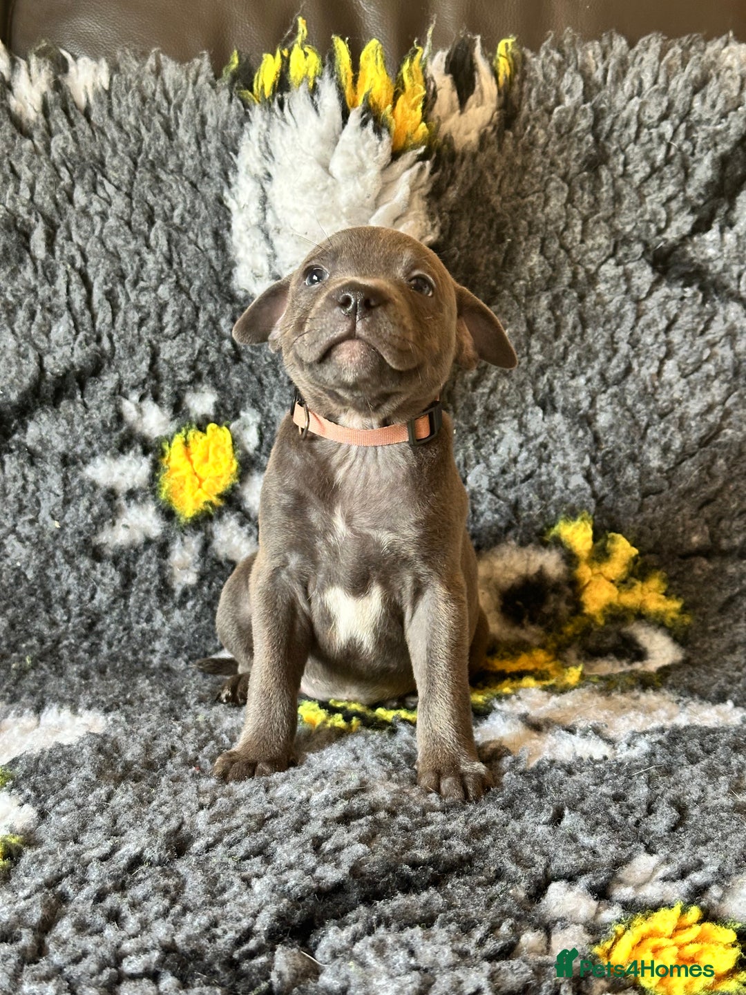 Staffordshire Bull Terrier dogs for sale: Adorable KC Reg/Health Tested SBT Puppies - Image 18