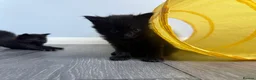 Domestic Shorthair cats for sale: 1 gorgeous female domestic short hair  - Advert 18