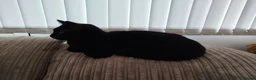 Bombay cats for sale: Black male cat loki - Advert 8
