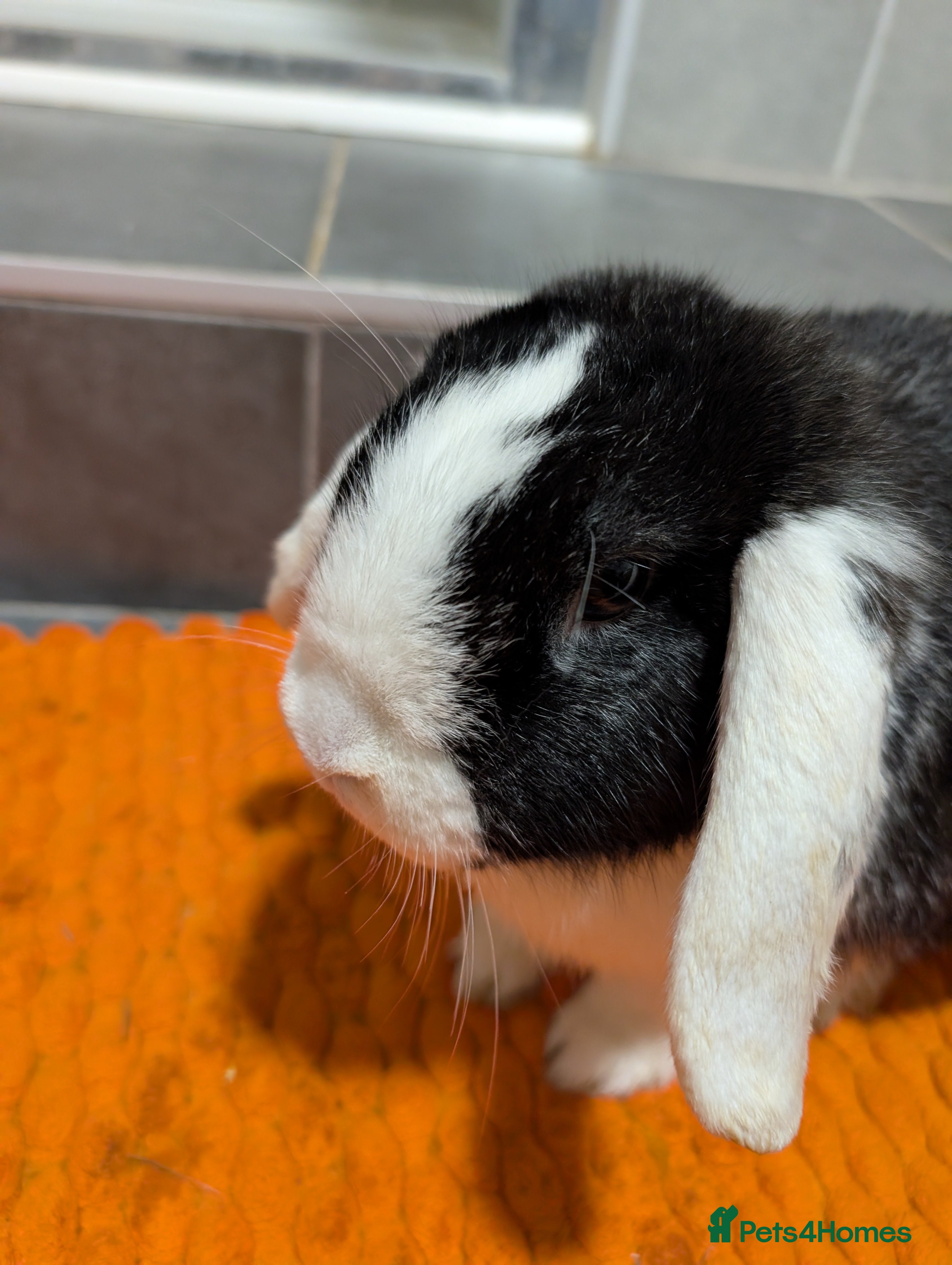 Mixed Breed rabbits Male and female rabbit  - Advert 3