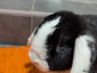 Mixed Breed rabbits Male and female rabbit - Advert 3