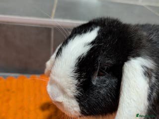 Mixed Breed rabbits Male and female rabbit - Advert 17