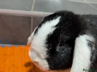 Mixed Breed rabbits Male and female rabbit - Advert 4