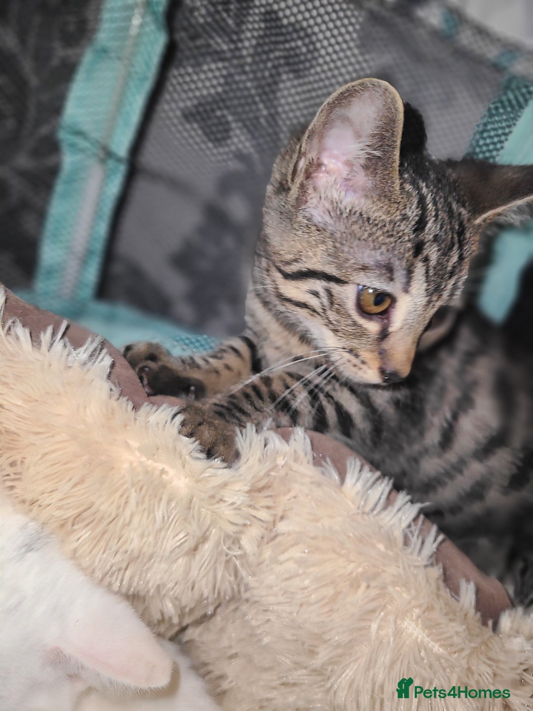 Mixed Breed cats for sale: Kittens 😸  - Advert 2