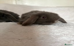Mini Lop rabbits for sale: Beautiful little mini lop baby bunny rabbits  - Advert 1