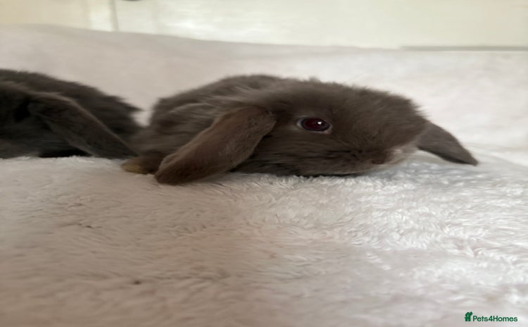Mini Lop rabbits Beautiful little mini lop baby bunny rabbits  - Advert 1