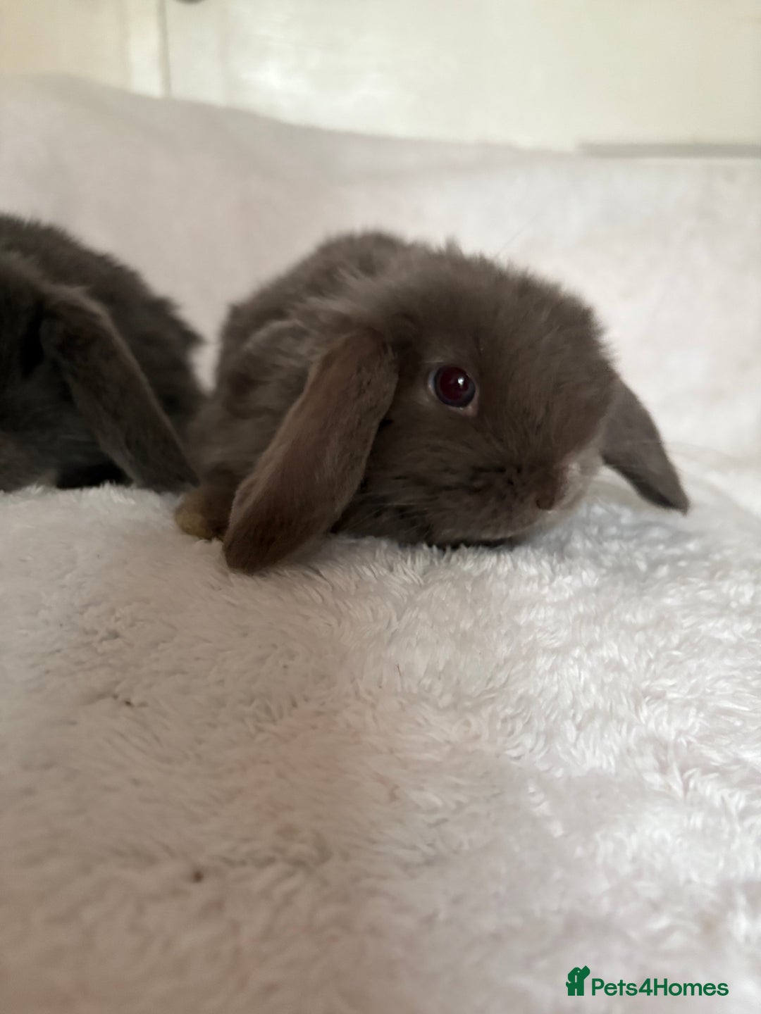 Mini Lop rabbits for sale: Beautiful little mini lop baby bunny rabbits  - Advert 1