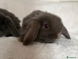 Mini Lop rabbits Beautiful little mini lop baby bunny rabbits - Advert 18