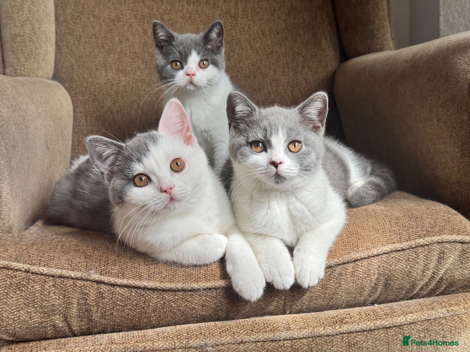 British Shorthair cats TICA Registered BritishShorthairKittens  Ready now - Advert 1