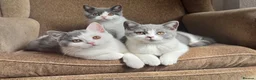 British Shorthair cats for sale: TICA Registered BritishShorthairKittens  Ready now - Advert 4