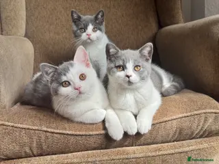 British Shorthair cats TICA Registered BritishShorthairKittens Ready now - Advert 1