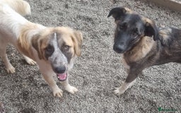 Mixed Breed dogs for adoption: Skye - In Ayr Looking for a home  - Image 11