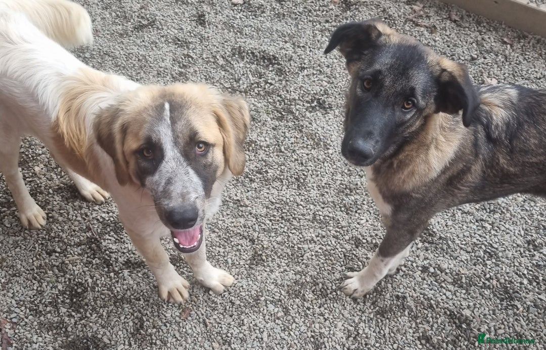 Mixed Breed dogs for adoption: Skye - In Ayr Looking for a home  - Image 11