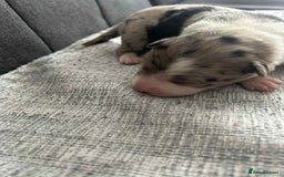 Border Collie dogs for sale: Beautiful Border Collie Puppies – Ready 20th Sep - Image 7