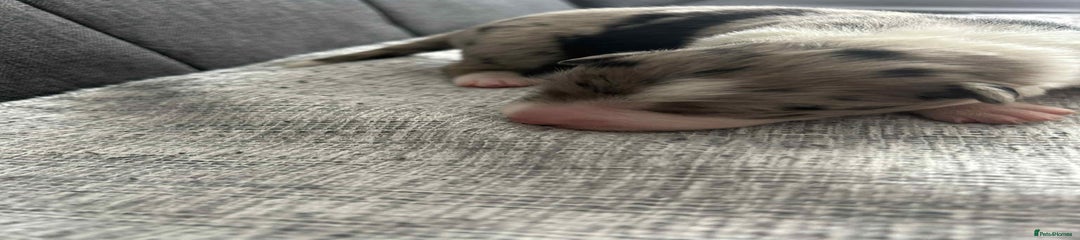 Border Collie Puppy 1 - Blue Merle girl