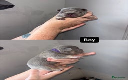 French Bulldog dogs for sale: Blue Lilac & Tan French bulldog Puppies  - Image 6