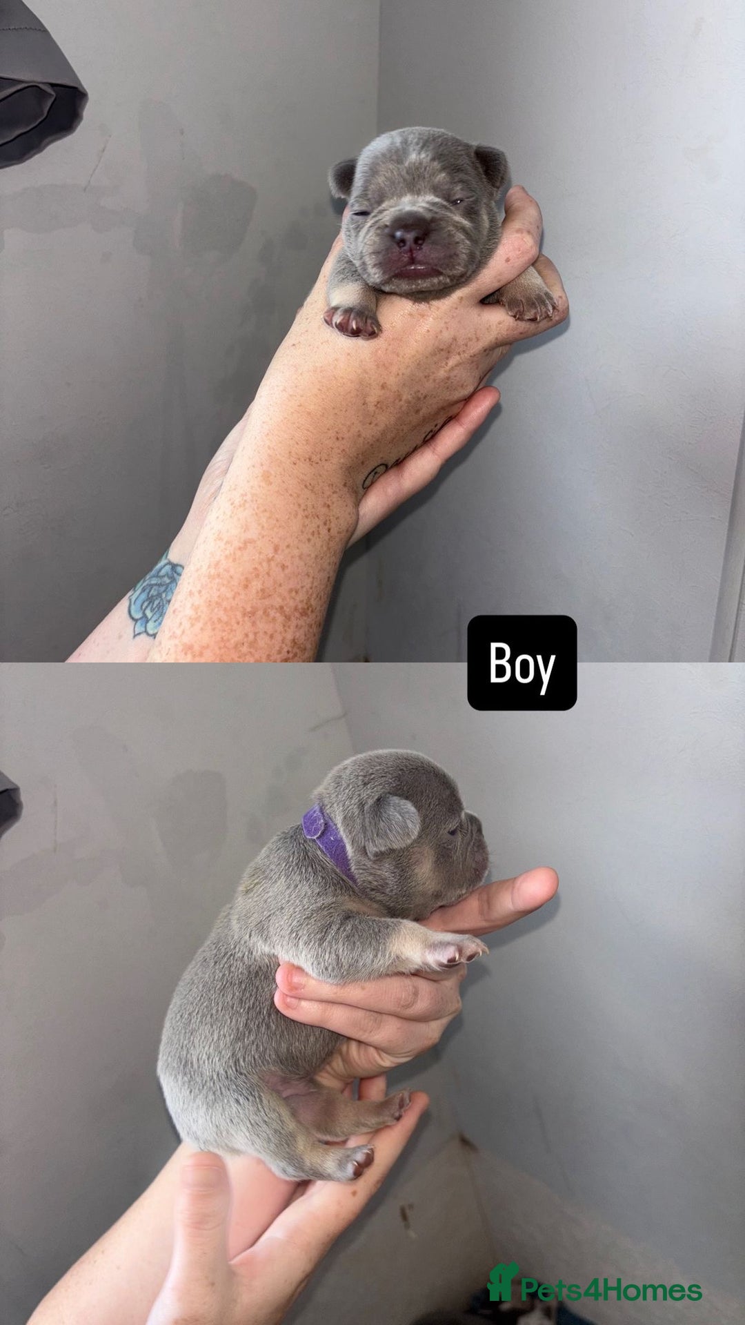 French Bulldog dogs for sale: Blue Lilac & Tan French bulldog Puppies  - Image 6