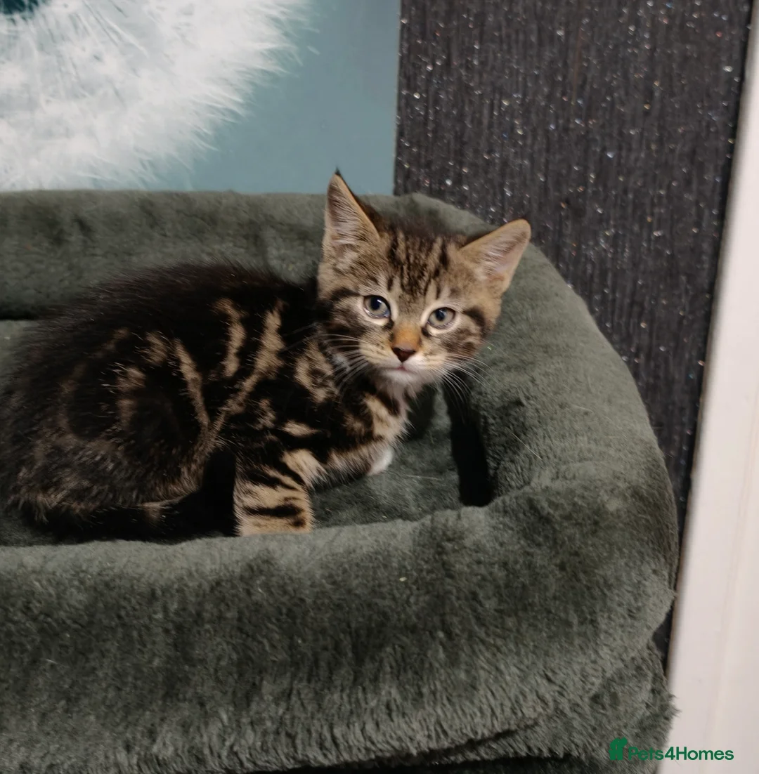 Mixed Breed cats for sale: 2 beautiful tabby kittens £80 each  - Advert 2