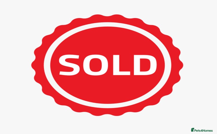 Corn Snake reptiles - Advert 5