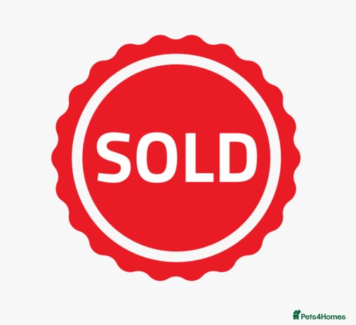 Corn Snake reptiles - Advert 5