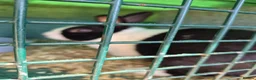 Dutch rabbits for sale: 3 x male dutch rabbits - Advert 3