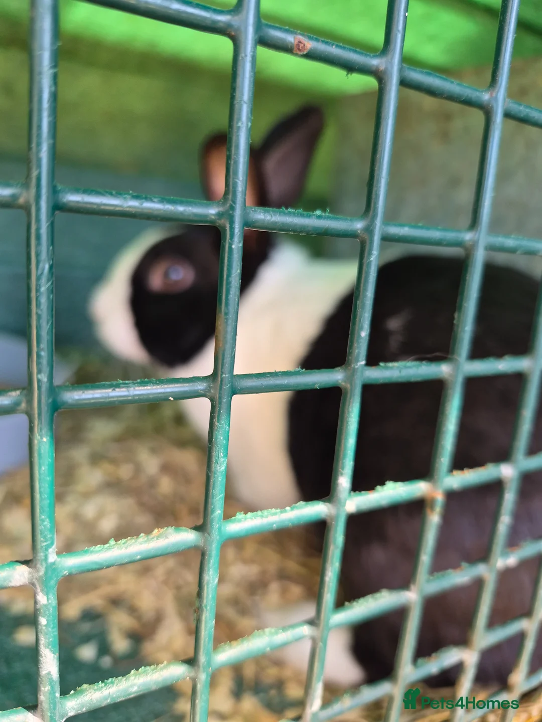 Dutch rabbits for sale: 3 x male dutch rabbits - Advert 3