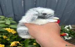 Mini Lop rabbits for sale: 3 beautiful baby rabbits  - Image 1