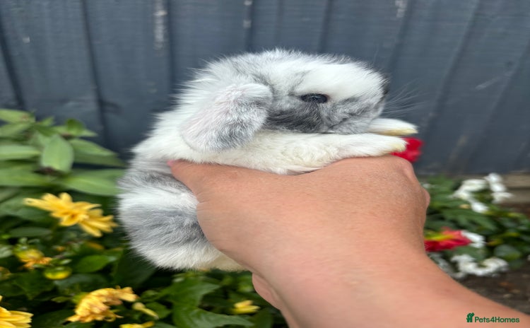 Mini Lop rabbits - Advert 1