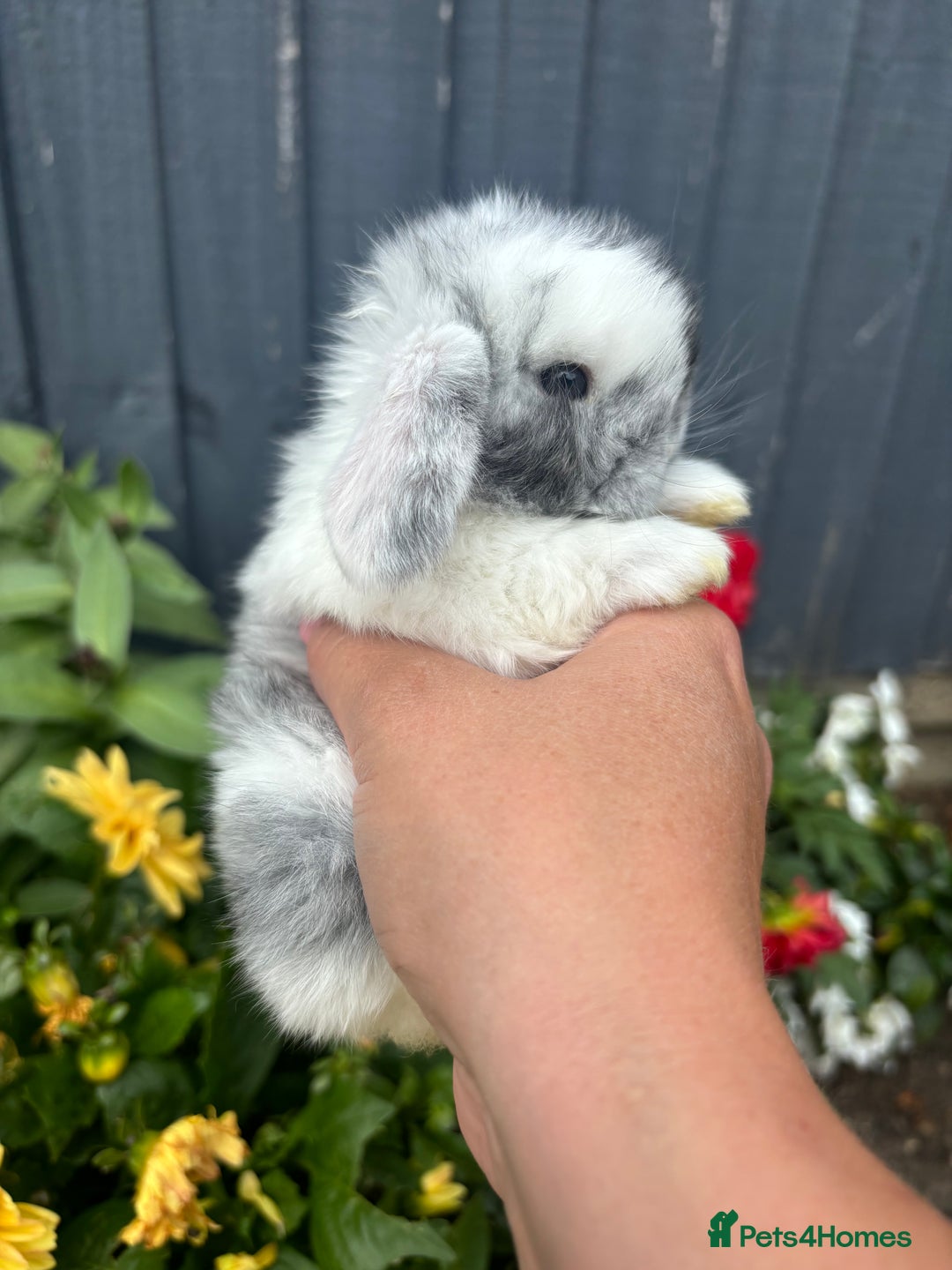 Mini Lop rabbits for sale: 3 beautiful baby rabbits  - Image 1