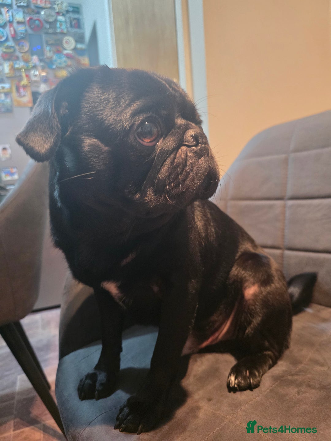 Old Pug Puppies for sale Pets4Homes