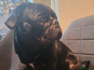 Pug dogs in Wakefield - Advert 1