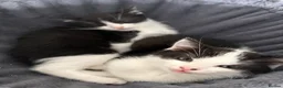 Mixed Breed cats for sale: Kittens  - Advert 11