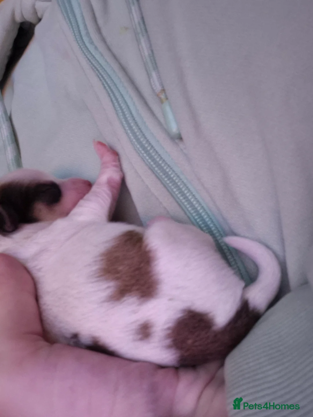 Chihuahua dogs for sale: 3 females pups for sale - Advert 8