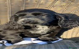 Cocker Spaniel dogs for sale: Beautiful Kc cocker spaniel  boys and girls  - Image 7