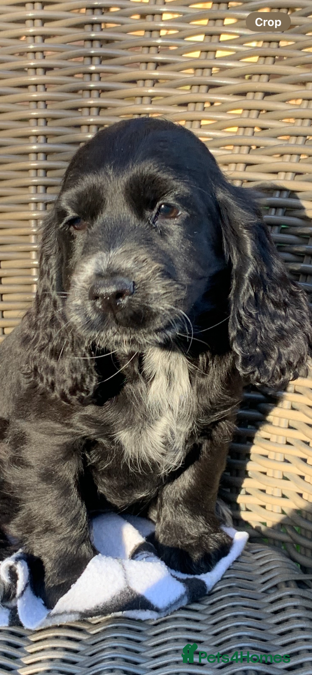 Cocker Spaniel dogs for sale: Beautiful Kc cocker spaniel  boys and girls  - Image 7