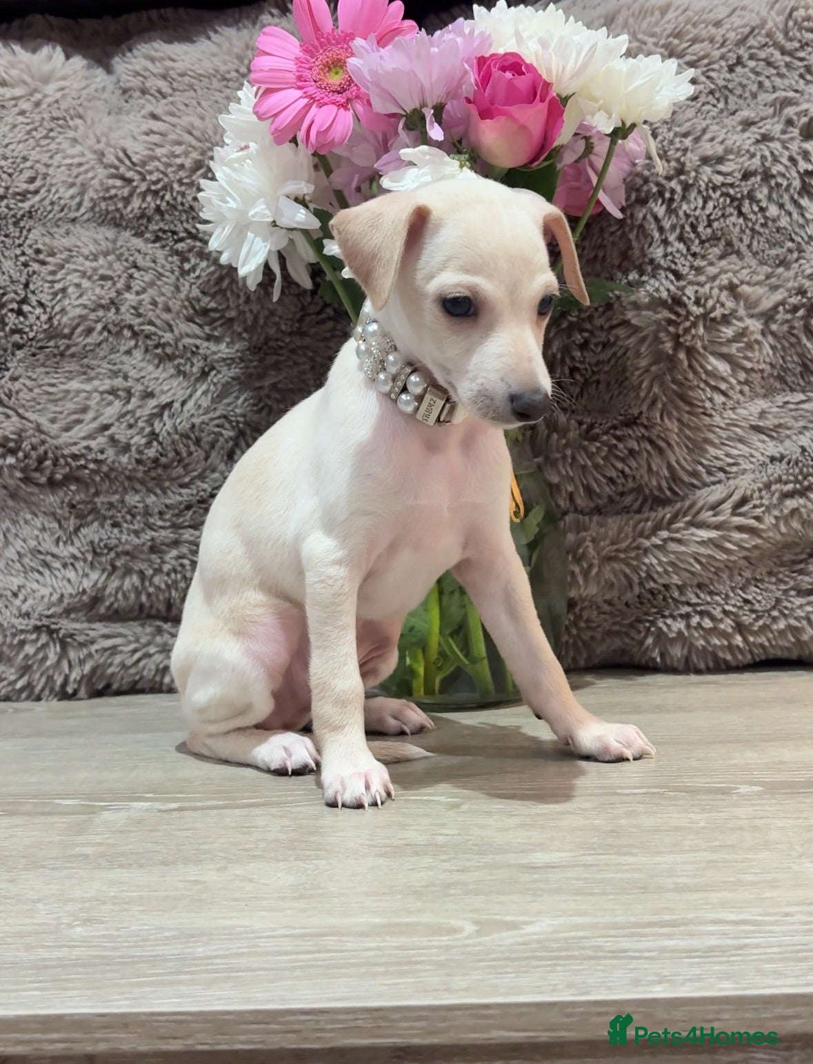 Italian Greyhound dogs Beautiful KC Reg Cream Boy - Advert 9