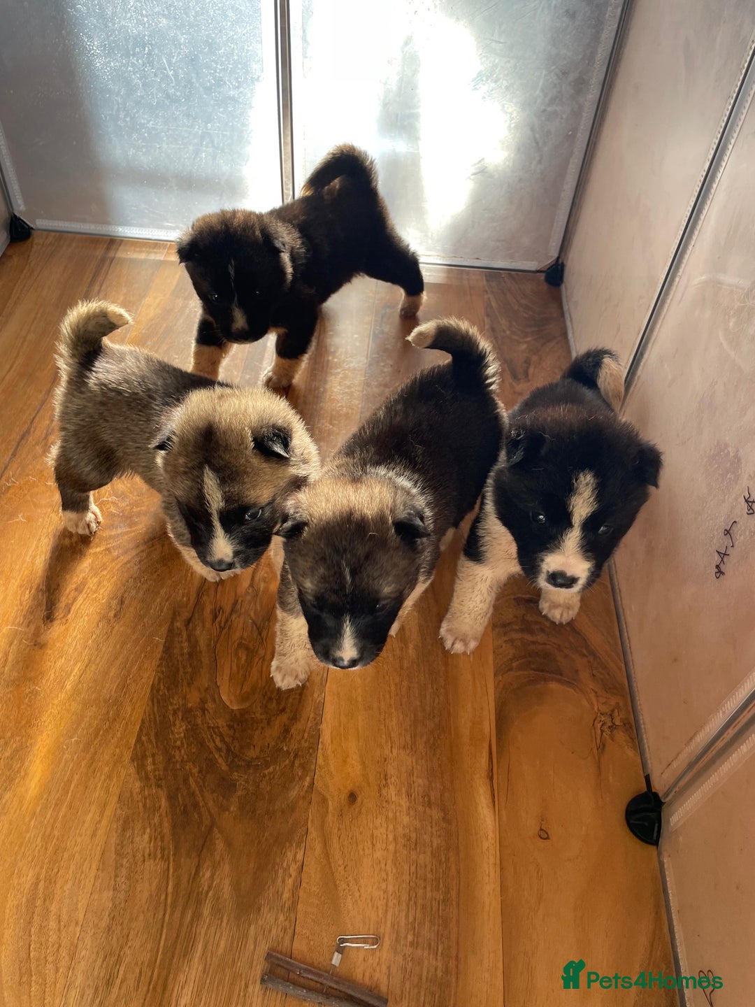 Akita dogs for sale: Stunning American Akita puppy (*LAST 1,  REDUCED*) - Advert 4