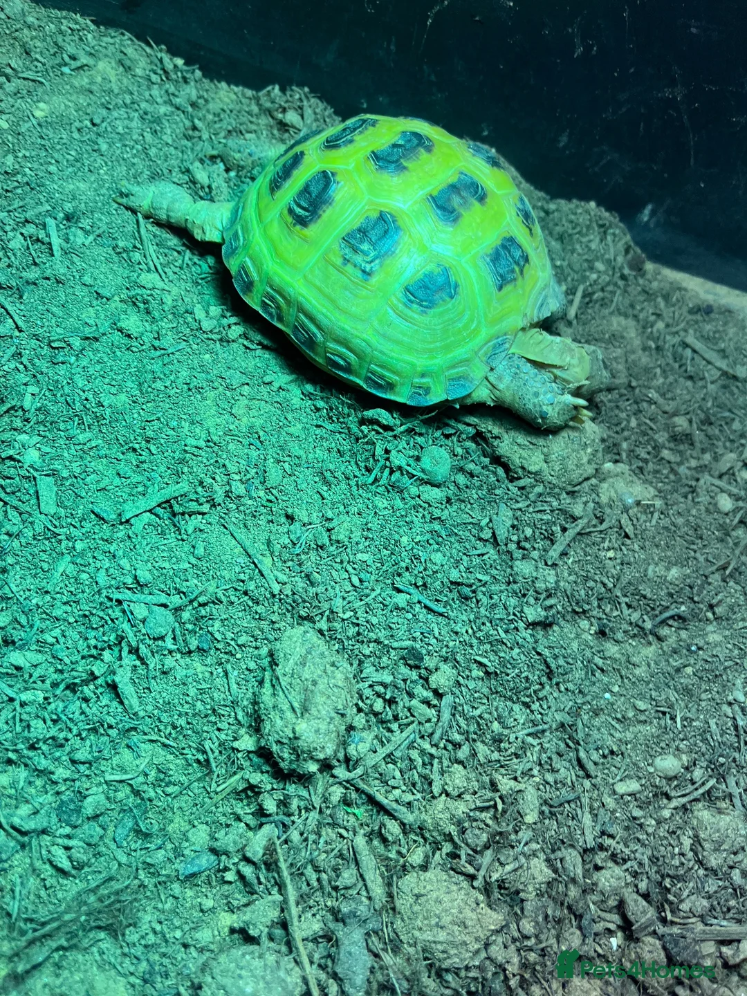 Tortoise reptiles for sale: Horsefield tortoise  in Sheffield - Advert 1