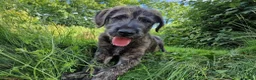 Irish Wolfhound dogs for stud: Irish Wolfhound Stud - Advert 11