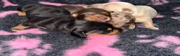 Miniature Dachshund dogs for sale: Kc Long haired Minature dachshund  - Advert 2