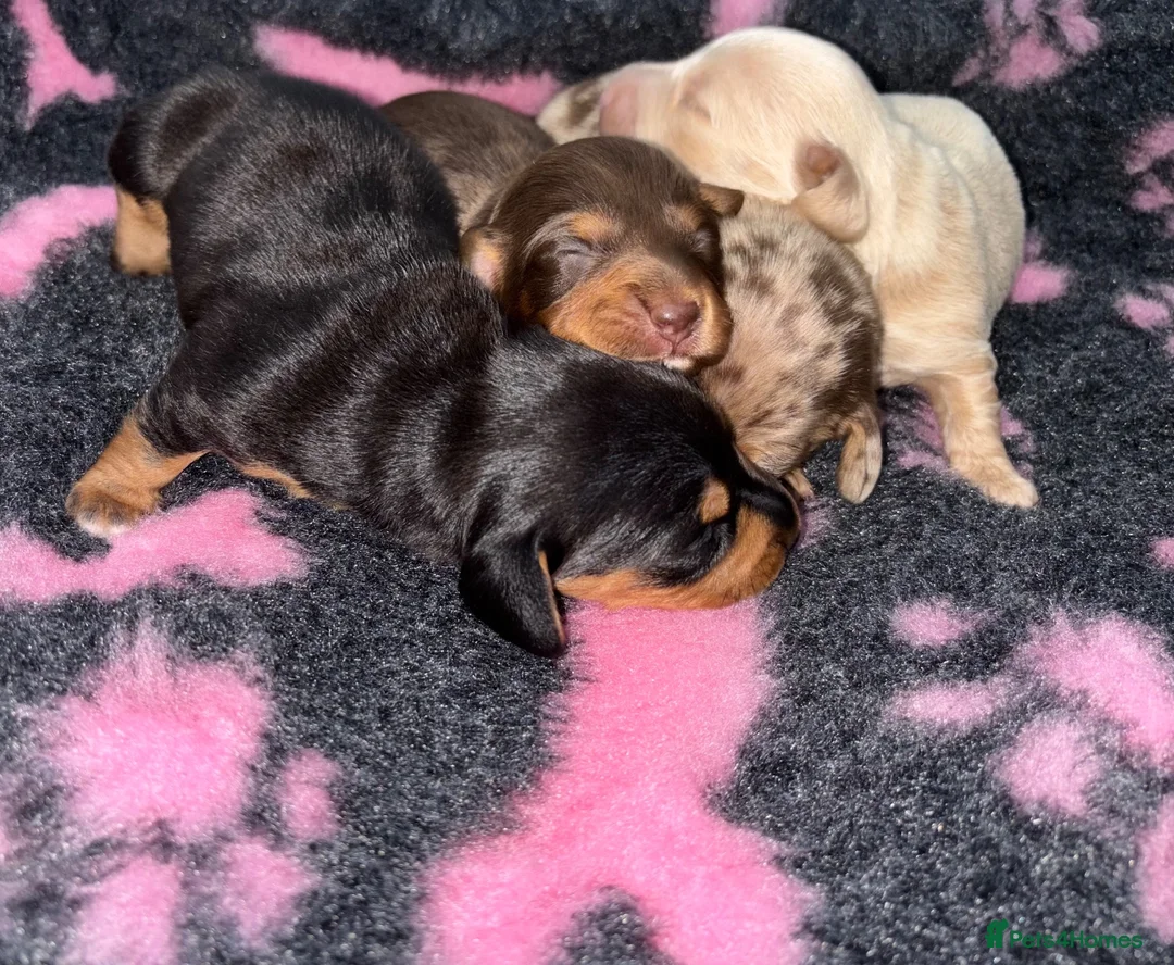 Miniature Dachshund dogs for sale: Kc Long haired Minature dachshund  - Advert 2