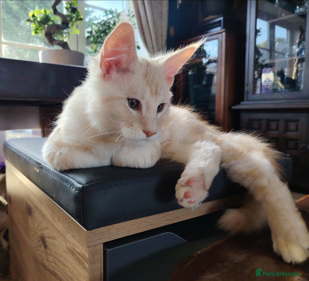 Maine Coon cats for sale: Pure Mainecoon boy Fun, intelligent, home raised. - Image 6