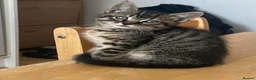 Mixed Breed cats for sale: A male  in London - Advert 1