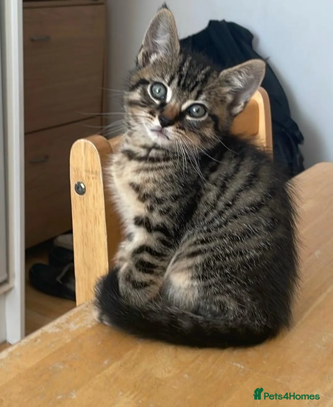 Mixed Breed cats for sale: A male  in London - Advert 1