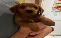 Labradoodle dogs for sale: Ready Now Miniature Fox Red Labradoodles  - Advert 6