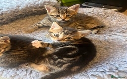 Bengal cats for sale: Bengal cross tabby’s  - Image 5