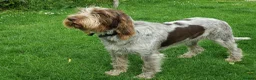 Italian Spinone dogs for sale: KC reg Italian Spinone  Puppies  - Advert 8