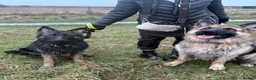 German Shepherd dogs for sale: Male German Shepherd- sad rehome  - Advert 9