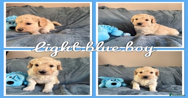 Mini Goldendoodle dogs - Advert 4