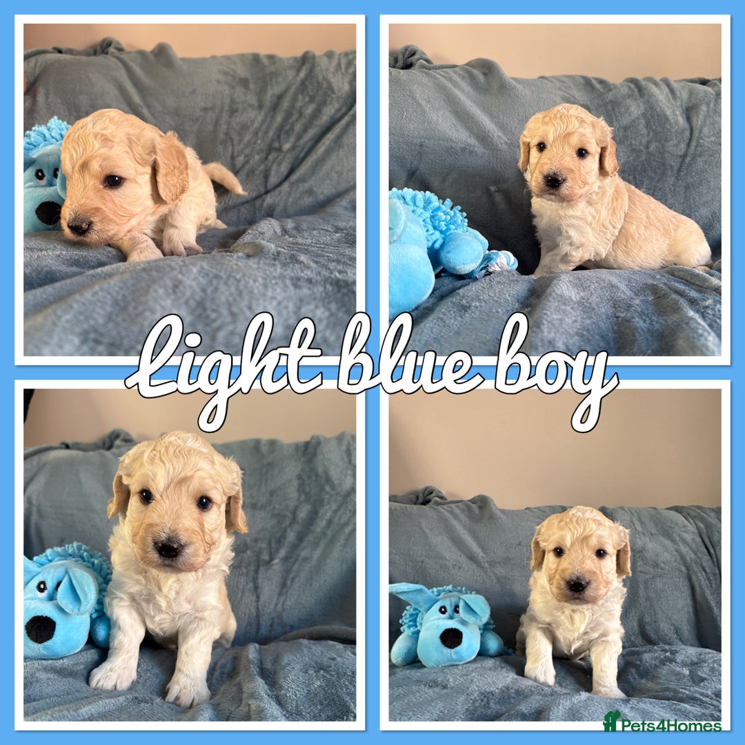 Mini Goldendoodle dogs for sale: Beautiful Family Raised F1 Mini Golden-doodles  - Image 12